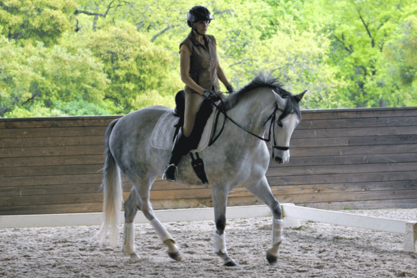 dressage
