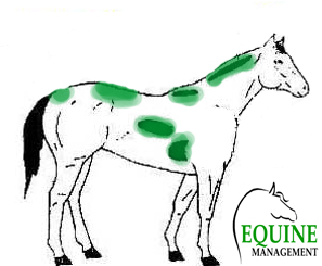 форма лошади