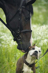 horse and dog