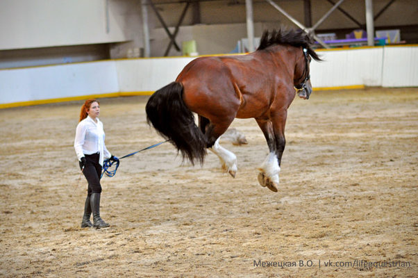 конная россия