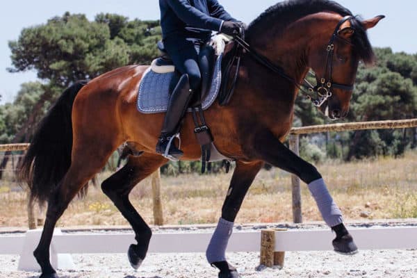 выездка лошади