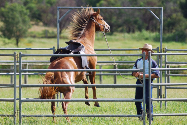 лошадь таскает