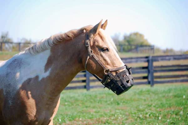 намордник для лошади