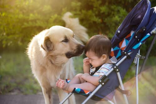 собаки и ребенок