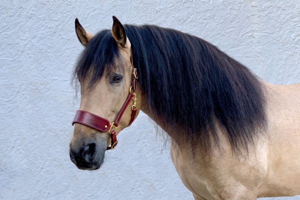 шорная мастерская