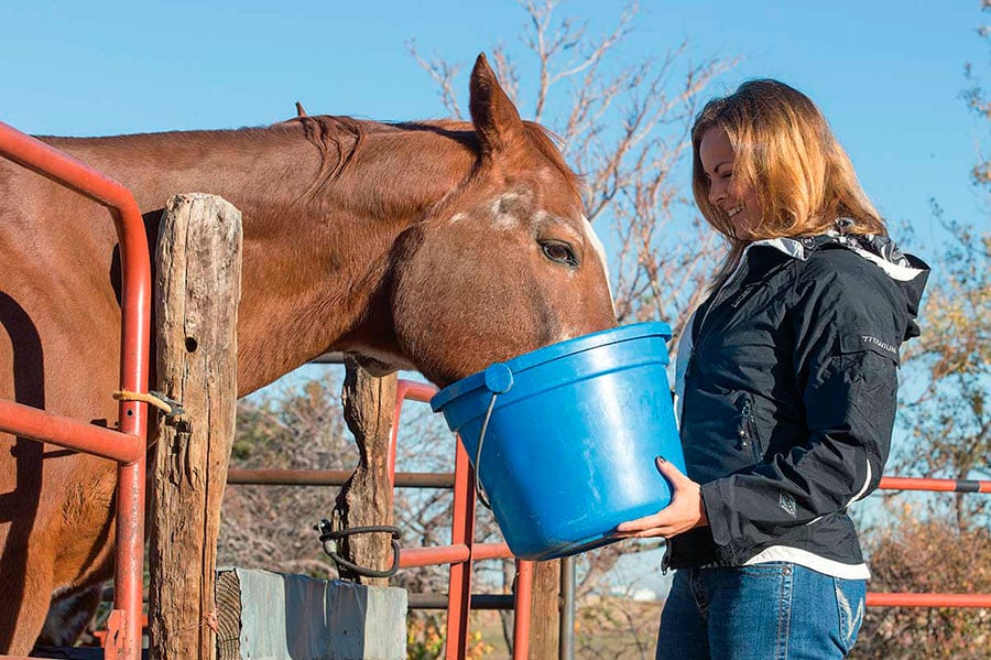 Horse care. Обложка лошади.