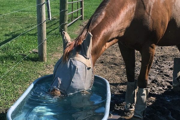 вода для лошади